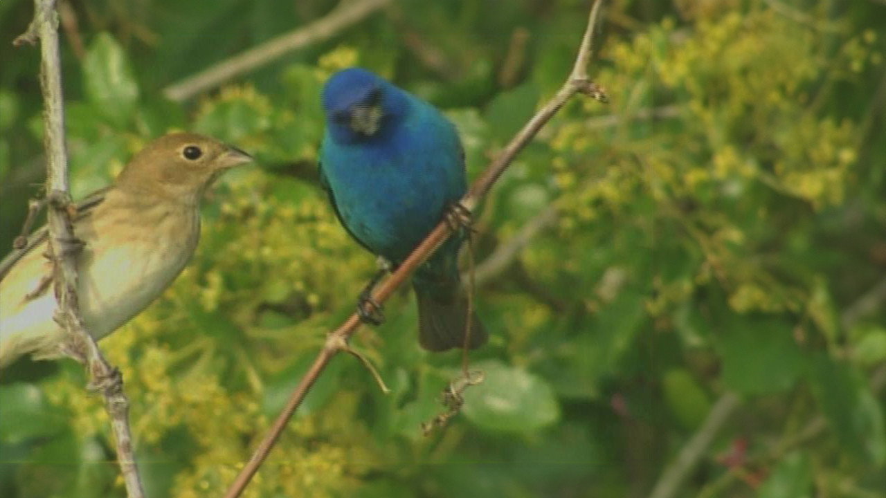 Birdsong and Coffee: A Wake-Up Call