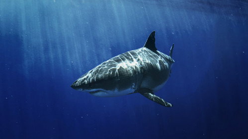 Most Wanted Sharks