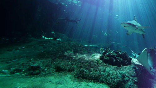 Nausicaá : Dans les coulisses du plus grand aquarium d'Europe