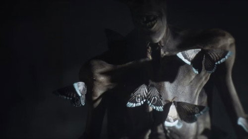 Moths