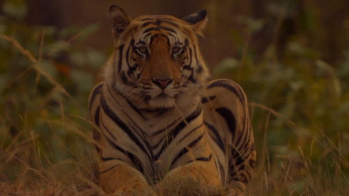 Sundarbans, le dernier royaume du tigre