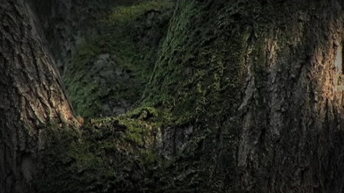 Conversation with Nature