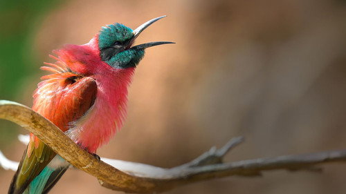 La fabuleuse histoire des oiseaux, des dinosaures parmi nous