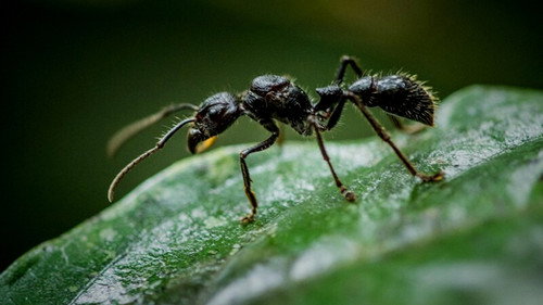 Fabulous Insects - Ants