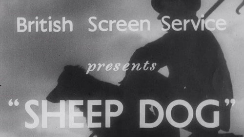 Sheep Dog