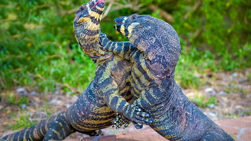 Au cœur de l'Australie sauvage