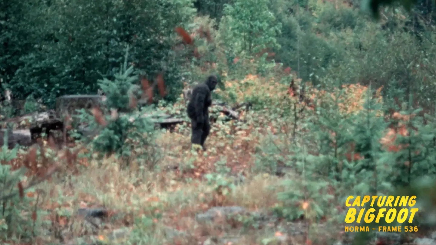 Capturing Bigfoot