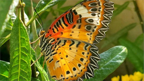 Devenir papillon